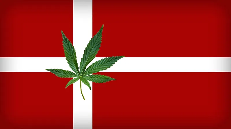 Odling cannabis Danmark