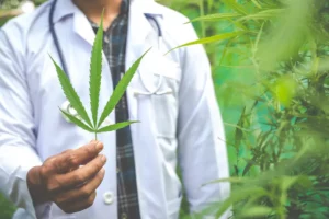 odling medicinsk cannabis