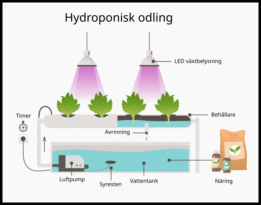 Hydroponisk odling -  Så fungerar det